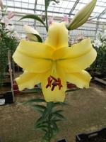 [4560 VH36 No02.JPG]